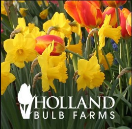 Holland Bulb